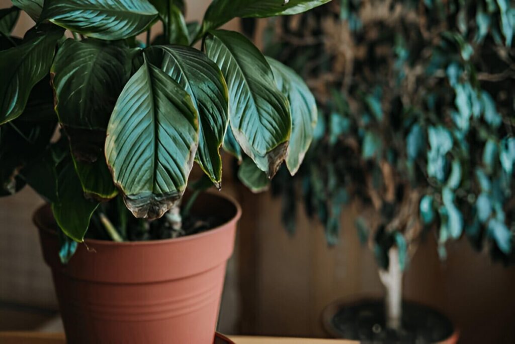 Overwatered peace lily with yellowing leaves and drooping stems, showing signs of stress from excessive watering.