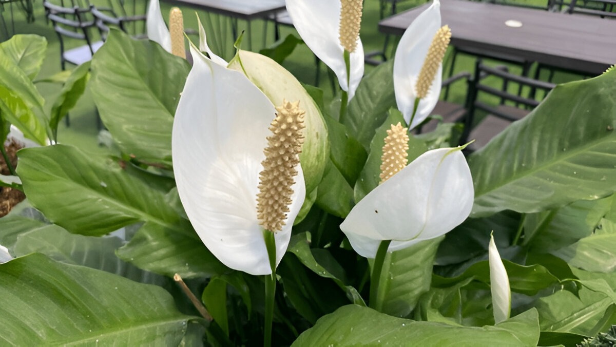 Close-up of blooming peace lily plants with white spathes and green leaves in an outdoor setting