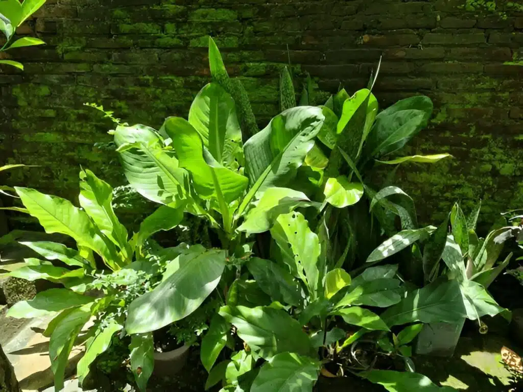 A group of lush green peace lilies and other plants thriving outdoors in natural sunlight against a moss-covered brick wall.