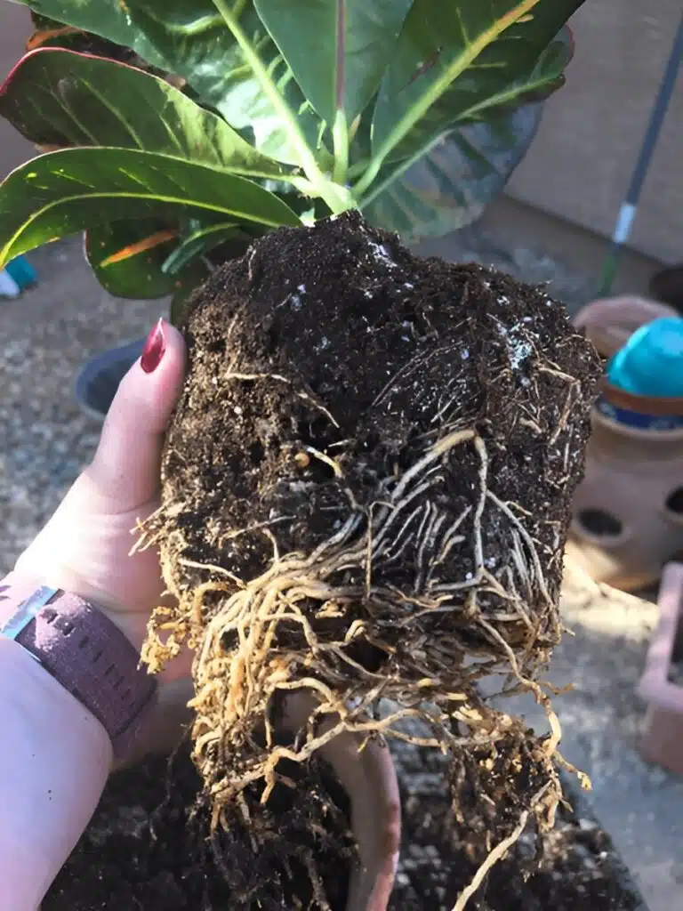 A hand holding the root ball of a peace lily during the repotting process, showing healthy roots and soil preparation.

