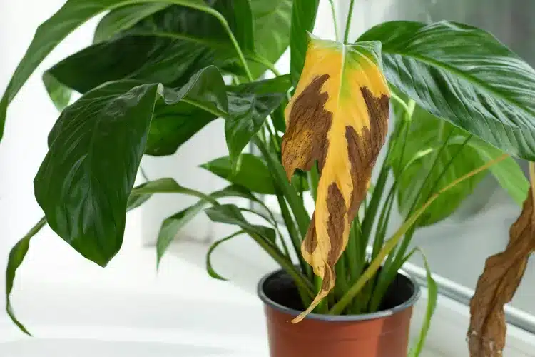 Common Issues with Large Peace Lilies and Solutions