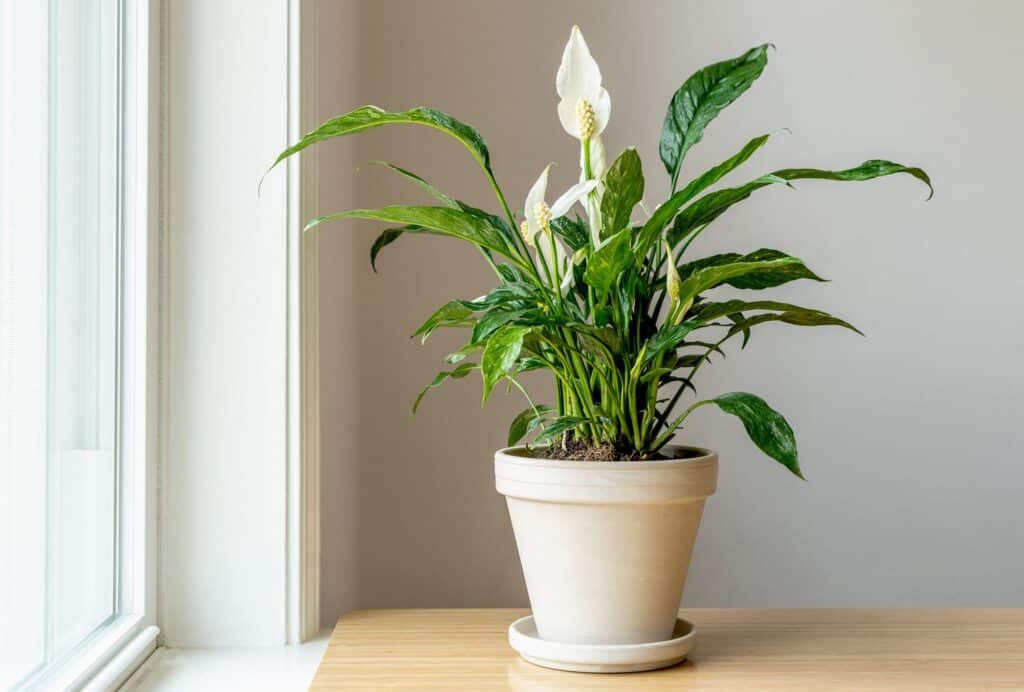 A large peace lily plant in a beige ceramic pot placed on a wooden surface near a bright window, showcasing its vibrant green leaves and elegant white blooms.
