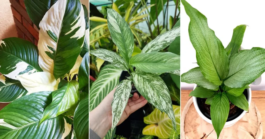 Three varieties of Peace Lilies side by side: a Variegated Peace Lily with white-streaked leaves, a marbled leaf Peace Lily, and a solid green leaf Peace Lily, displayed in indoor settings.