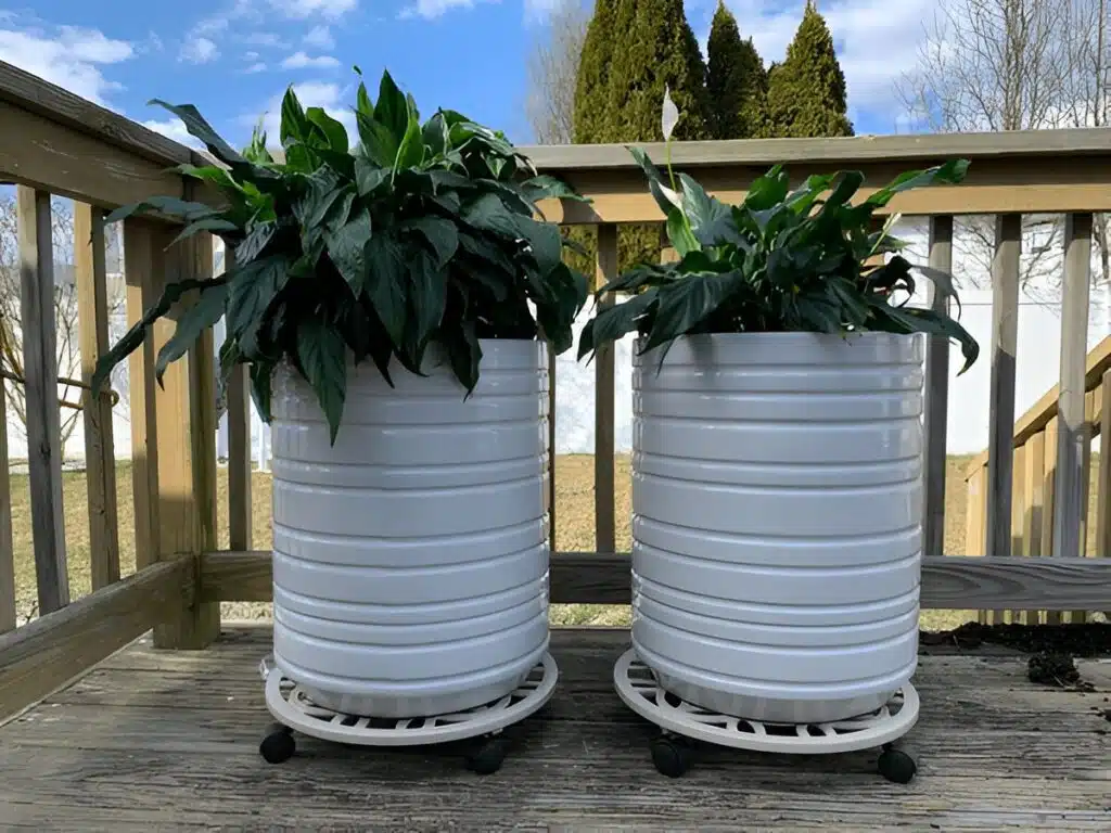 Two large peace lily plants in white ribbed pots on rolling plant stands placed on a wooden deck, with a background of trees and a sunny sky.