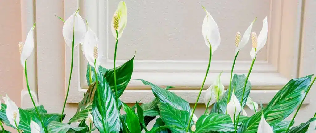 Scientific Classification: Peace Lilies vs. Orchids