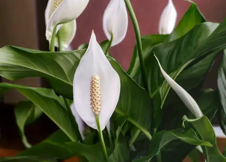 Close-up of a Peace Lily (Spathiphyllum) with white flowers and glossy green leaves.

Caption: A beautiful Peace Lily (Spathiphyllum) in full bloom, showcasing its elegant white flowers and vibrant green foliage.