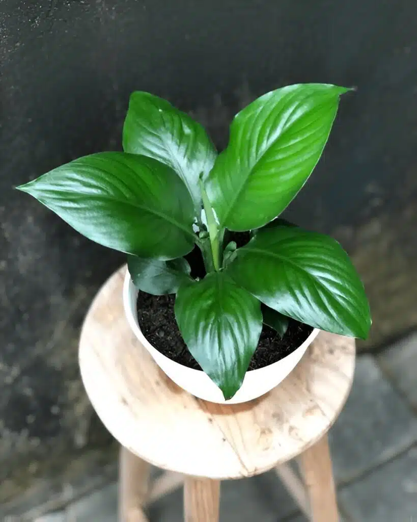 A vibrant large peace lily in a white pot, placed on a wooden stool, showcasing its glossy green leaves in a minimal indoor setting.