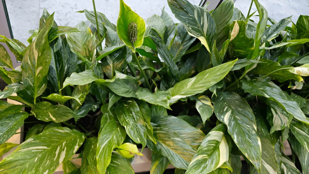 A Variegated Peace Lily (Spathiphyllum 'Domino') with lush green leaves streaked with creamy white variegation, displayed in a bright indoor setting.