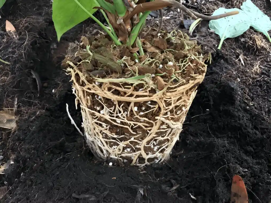 Exposed root ball of a large peace lily plant ready for repotting, showing healthy roots surrounded by soil.

