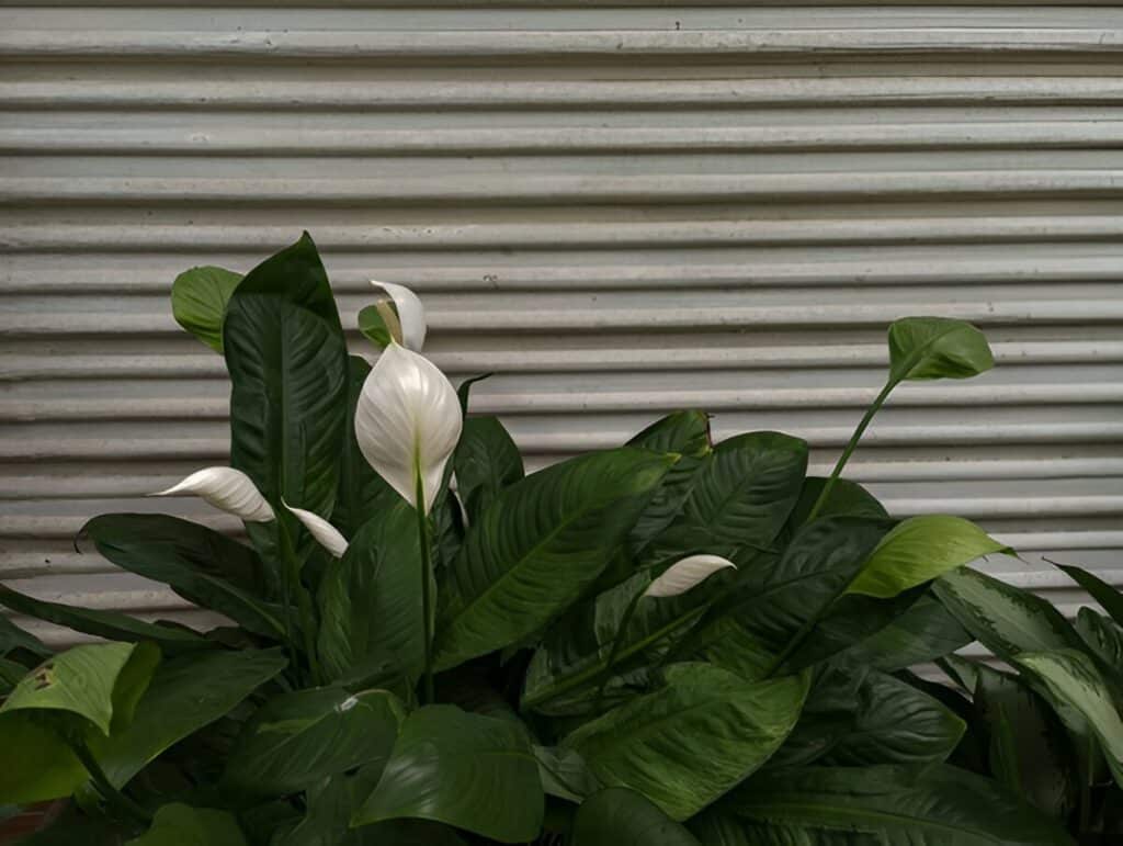 A vibrant peace lily plant with lush green leaves and white blooms set against a corrugated metal background.
