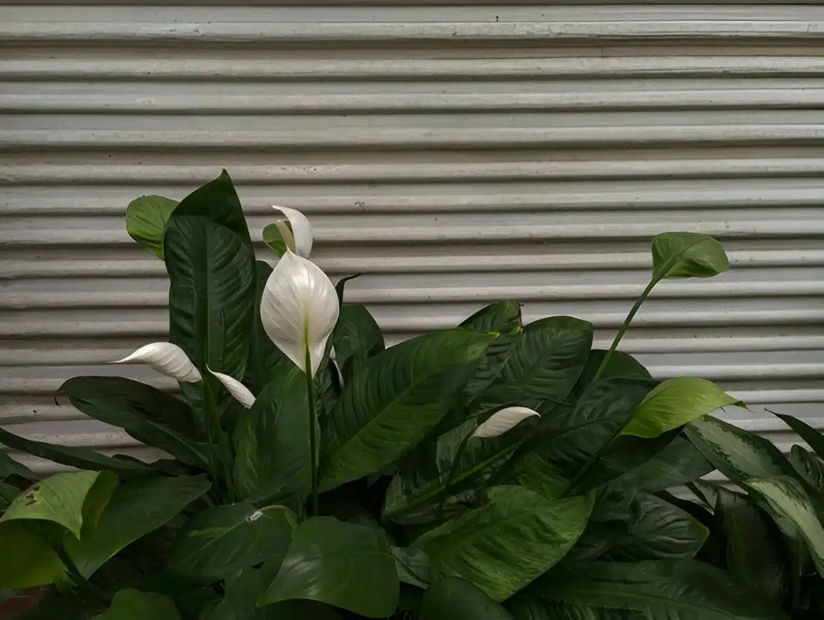 A vibrant peace lily plant with lush green leaves and white blooms set against a corrugated metal background.