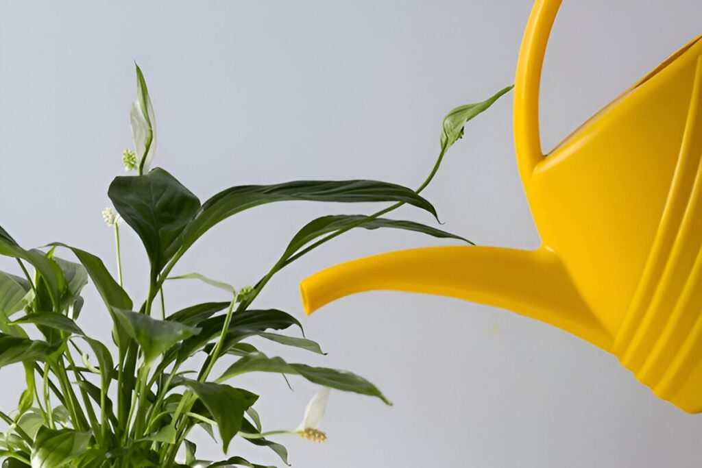 A bright yellow watering can extending into frame to water a peace lily plant with dark green leaves and small white flowers against a light gray background
