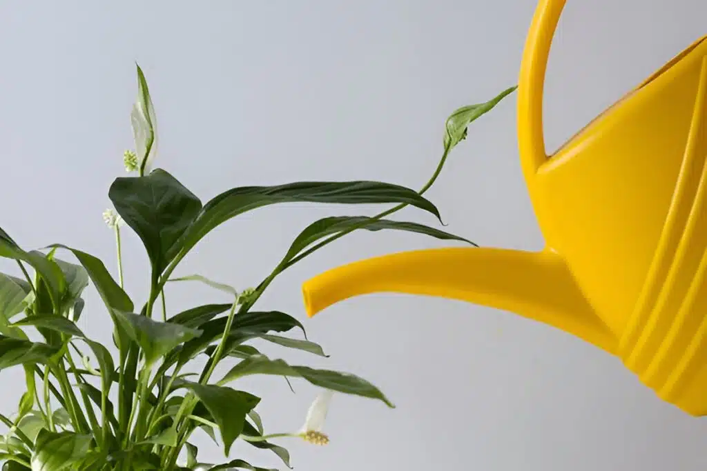 A bright yellow watering can extending into frame to water a peace lily plant with dark green leaves and small white flowers against a light gray background