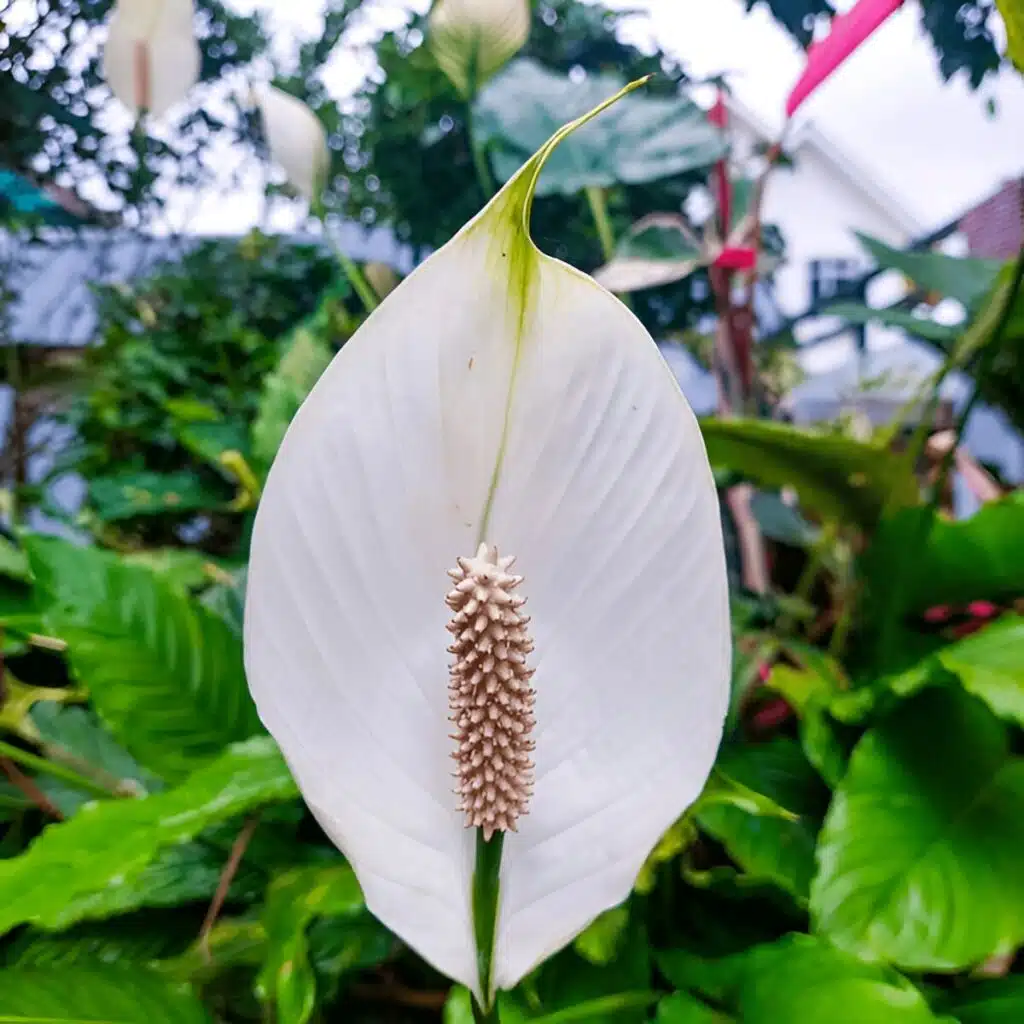 Close-up of a white peace lily flower (Spathiphyllum) with its characteristic spadix and white spathe against a blurred green garden background