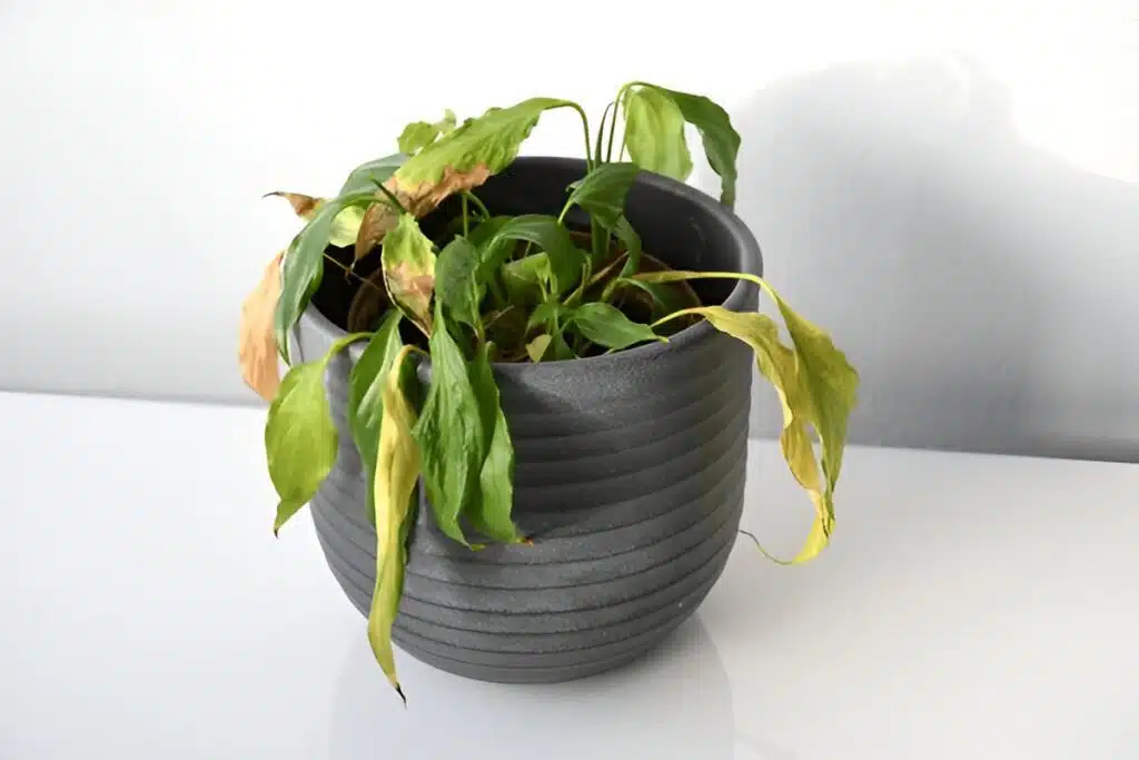 A wilted peace lily with yellowing and browning leaves in a dark grey pot, placed on a white surface.