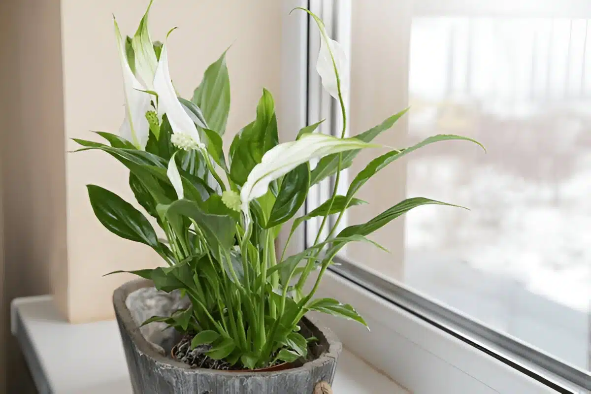 Close-up of a blooming peace lily (Spathiphyllum) with vibrant green leaves and delicate white flowers, showcasing its beauty in a lush indoor garden setting.