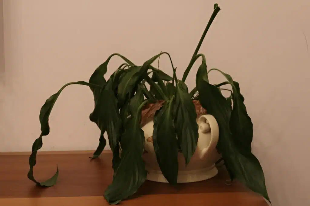 Pest and Disease Control for Peace Lily Care