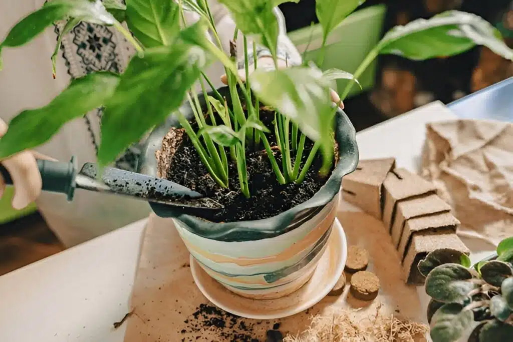 Soil and Potting Essentials for Peace Lily Success