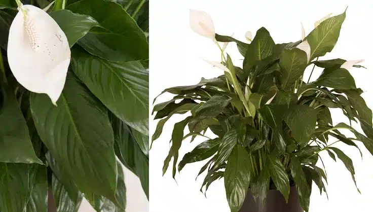 Two images of a Peace Lily (Spathiphyllum), one showing a close-up of its white flower and dark green leaves, and the other displaying a full plant in a pot.