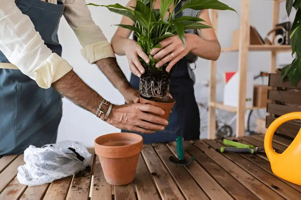 Two people repotting a Peace Lily plant, carefully placing it into a new terracotta pot with gardening tools and soil on a wooden table.