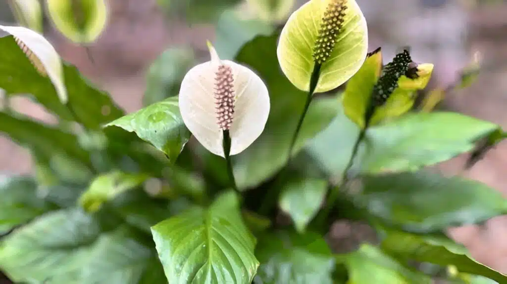 A Peace Lily plant with discolored flowers and leaves, showing signs of stress or improper care.